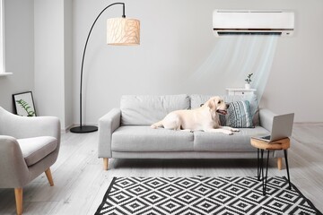 dog on couch