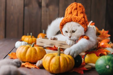 fall cat