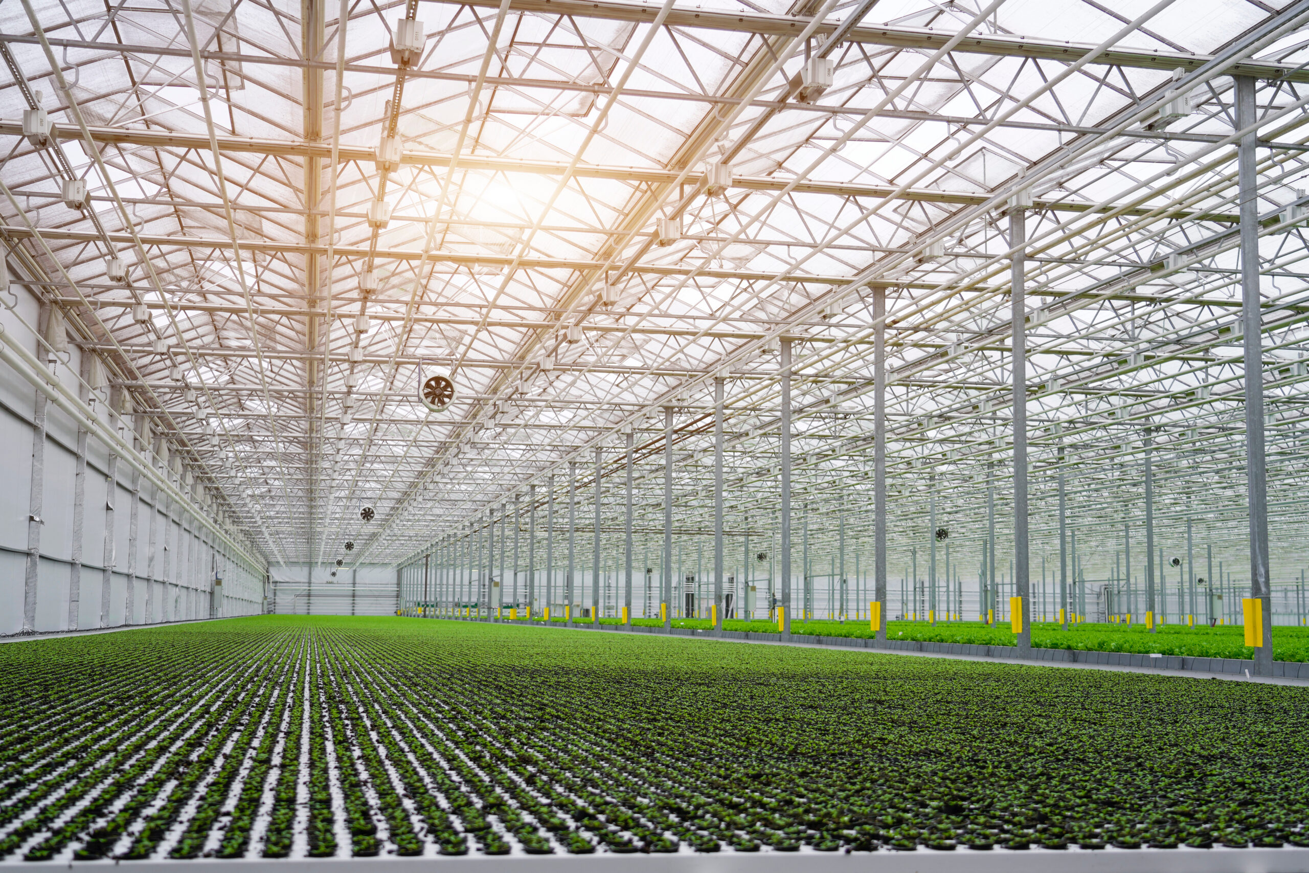 Hundreds of small green plants grow in orderly rows inside a large, modern greenhouse. Sunlight shines through the clear roof structure, illuminating the facility.